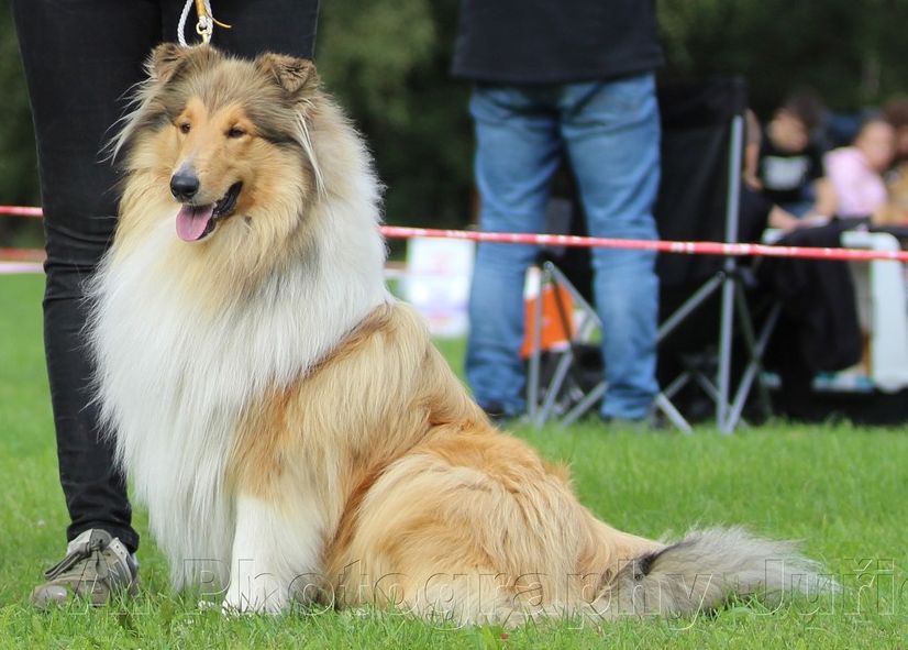 Boris z Dančí louky